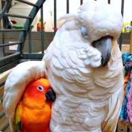 Two birds hugging and boarding together at Bradford
