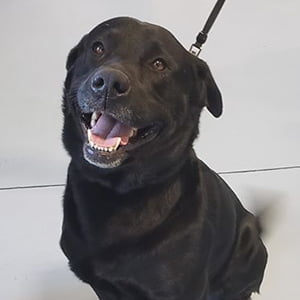 Veterinarian in Bradford, VT